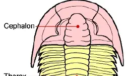 Featured image of post 三葉蟲圖片